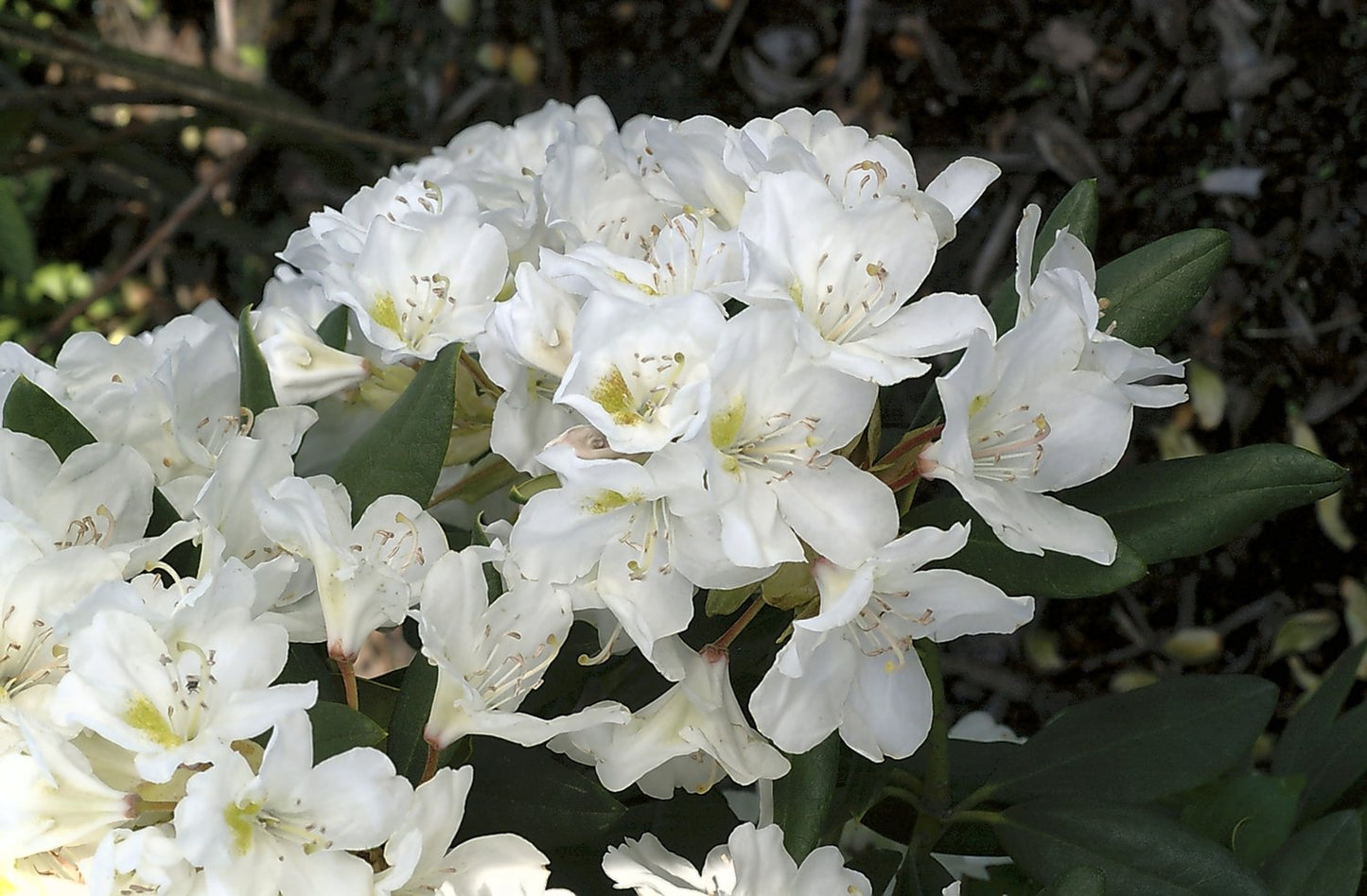 Rhododendron 'Cunningham's White', 30-40 cm
