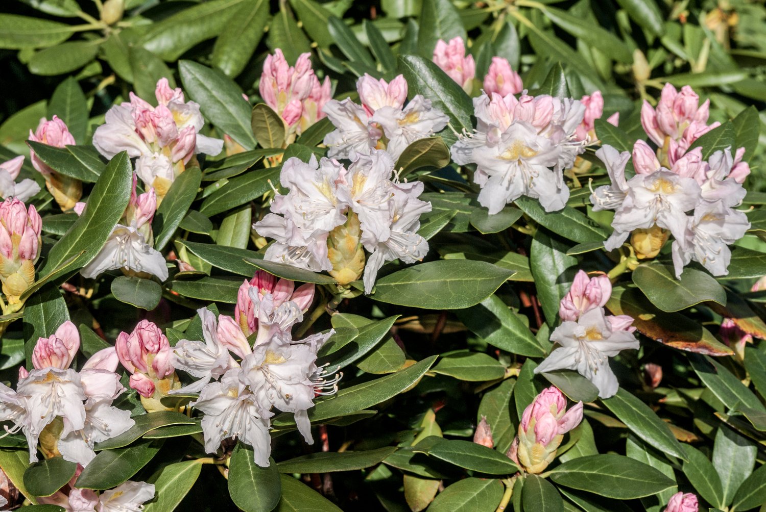 Rhododendron 'Cunningham's White', 30-40 cm