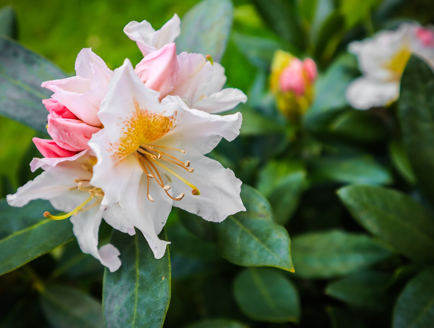 Rhododendron 'Cunningham's White', 30-40 cm