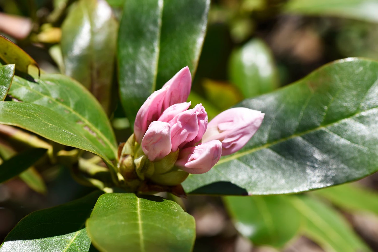 Rhododendron 'Cunningham's White', 30-40 cm