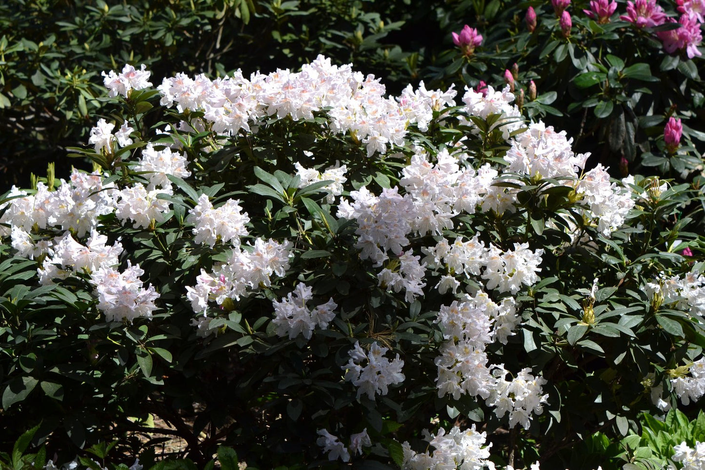 Rhododendron 'Cunningham's White', 30-40 cm