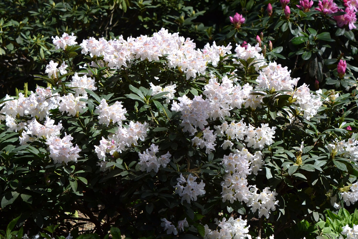 Rhododendron 'Cunningham's White', 30-40 cm