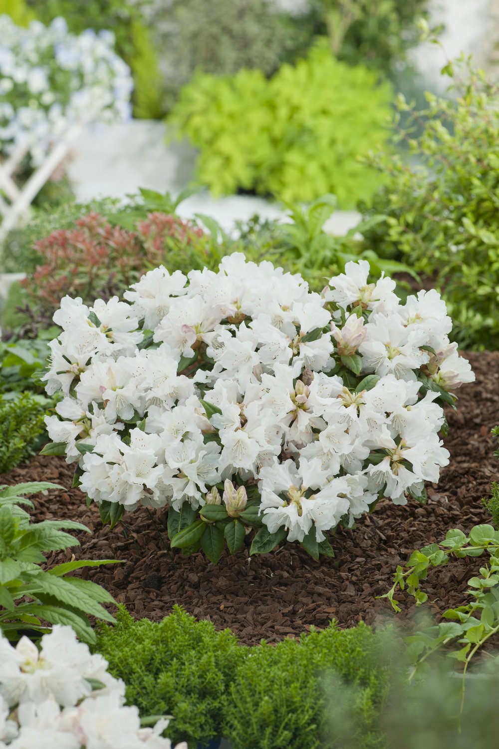 Rhododendron 'Dora Amateis', 25-30 cm