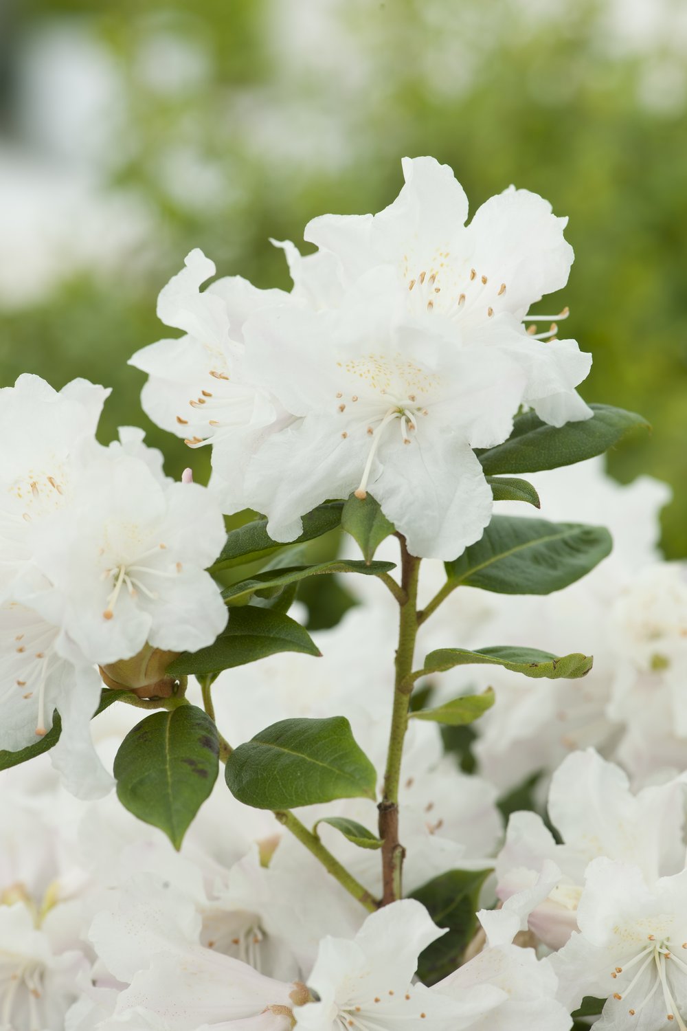 Rhododendron 'Dora Amateis', 25-30 cm