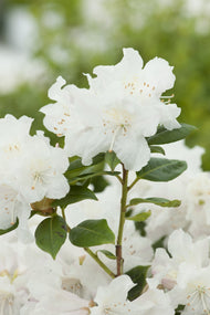 Rhododendron 'Dora Amateis', 25-30 cm