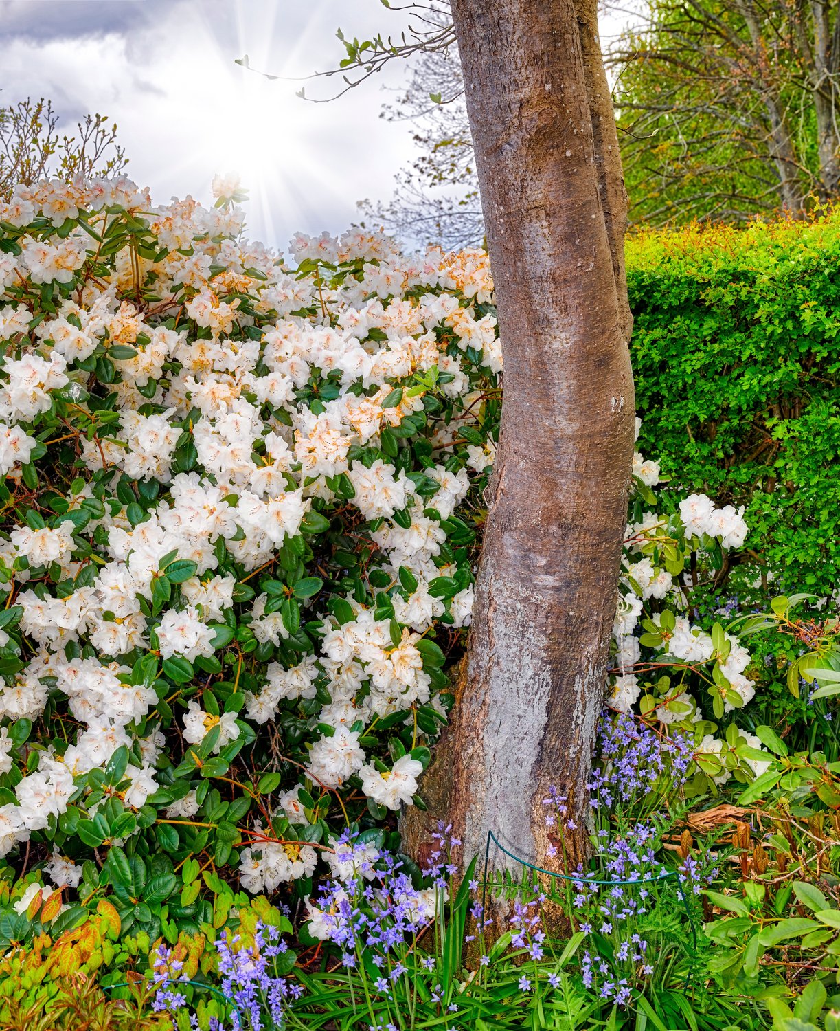 Rhododendron 'Dora Amateis', 25-30 cm