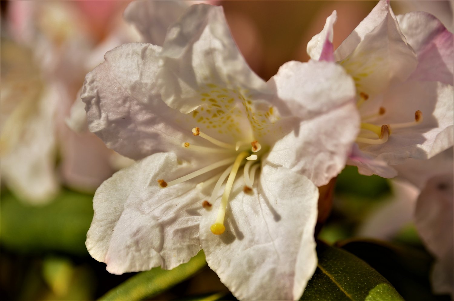 Rhododendron 'Dora Amateis', 25-30 cm