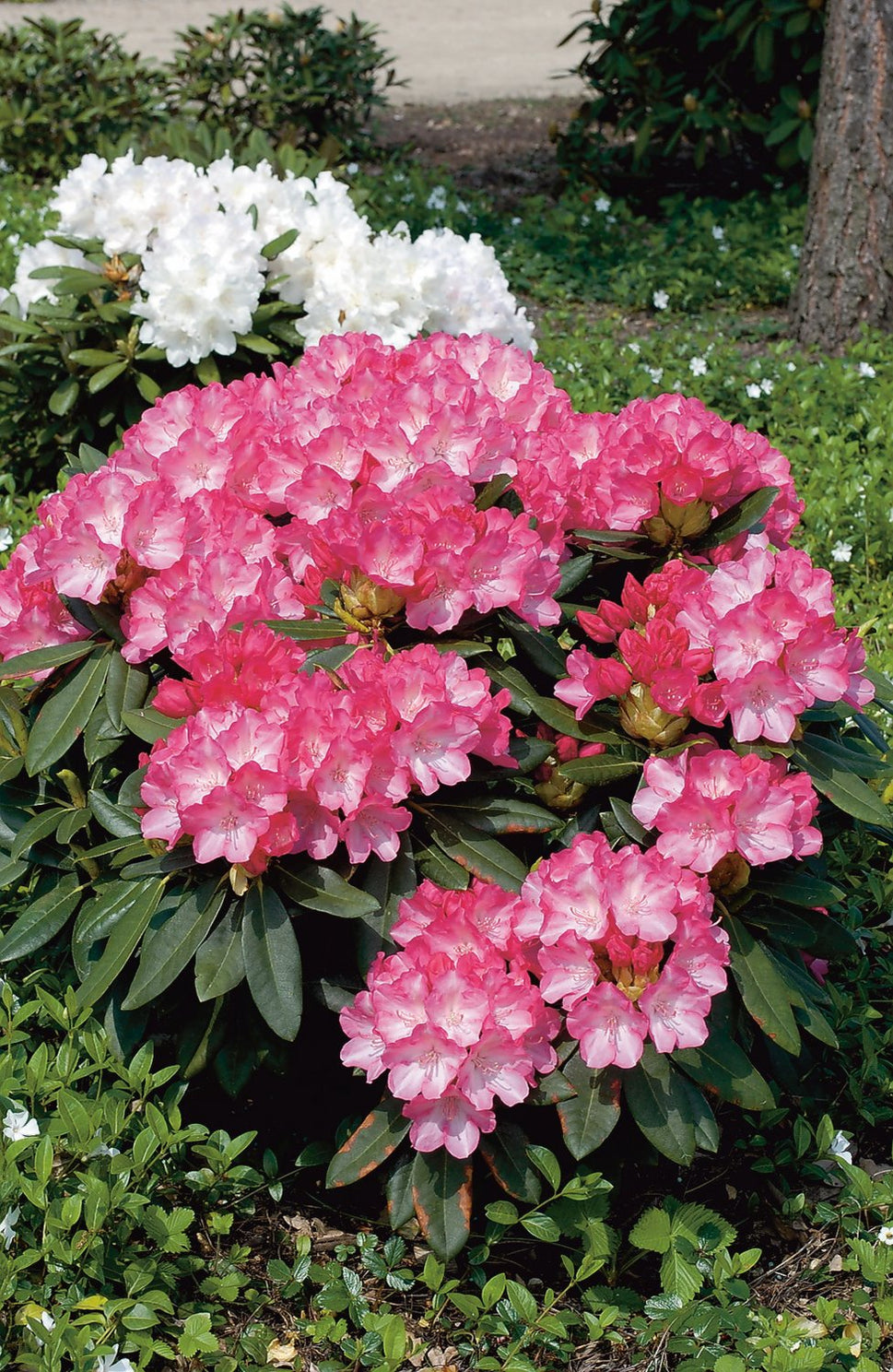 Rhododendron 'Fantastica', 20-25 cm