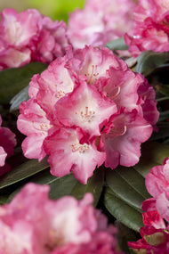 Rhododendron 'Fantastica', 20-25 cm