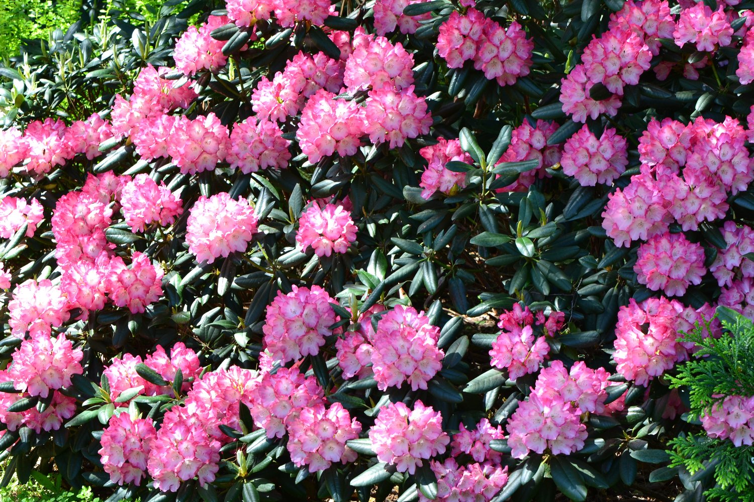Rhododendron 'Fantastica', 20-25 cm