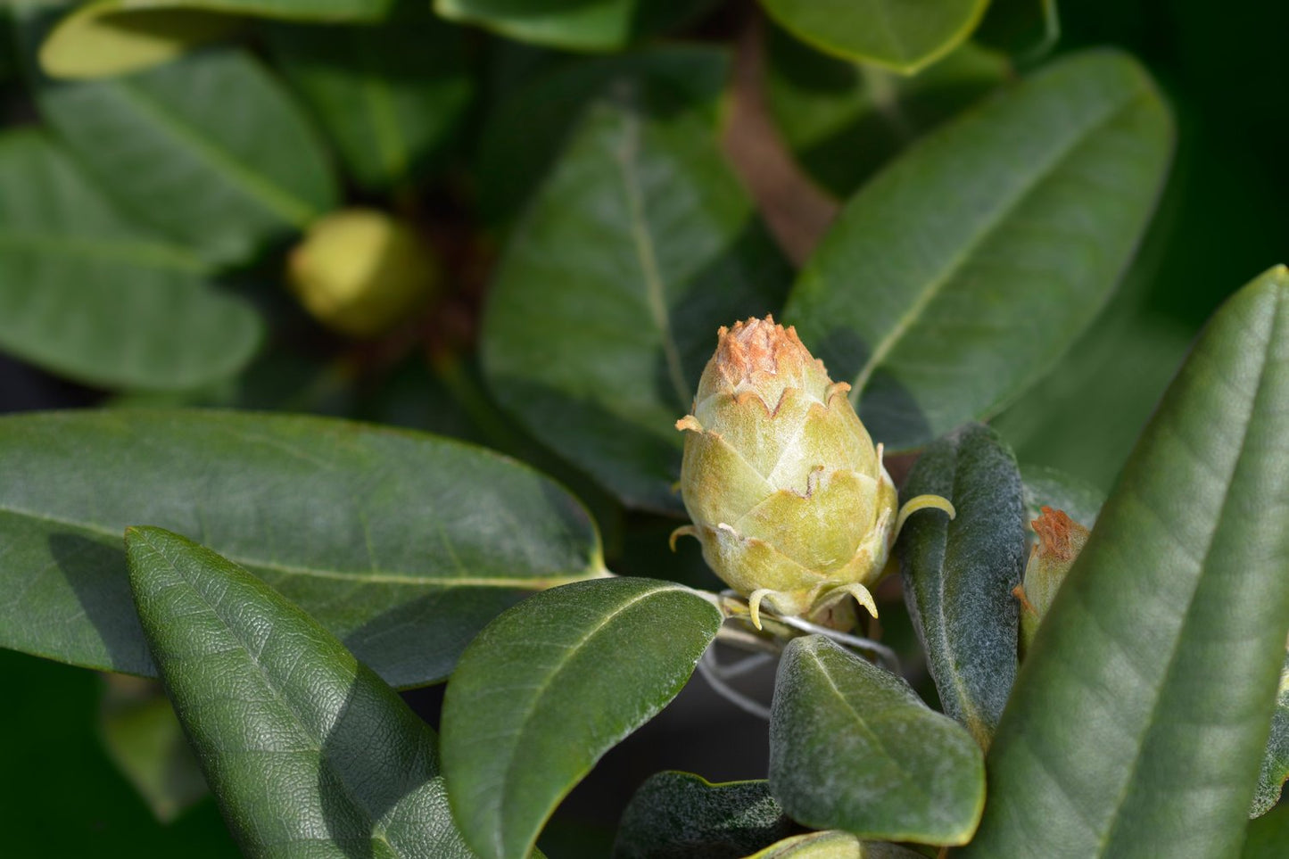 Rhododendron 'Fantastica', 20-25 cm
