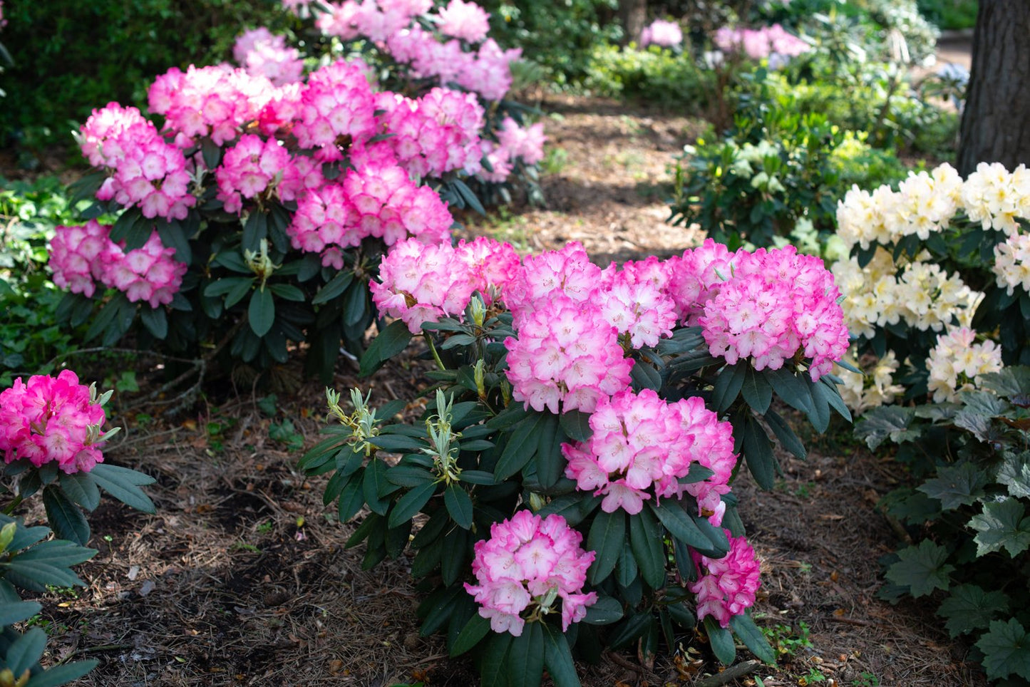 Rhododendron 'Fantastica', 20-25 cm