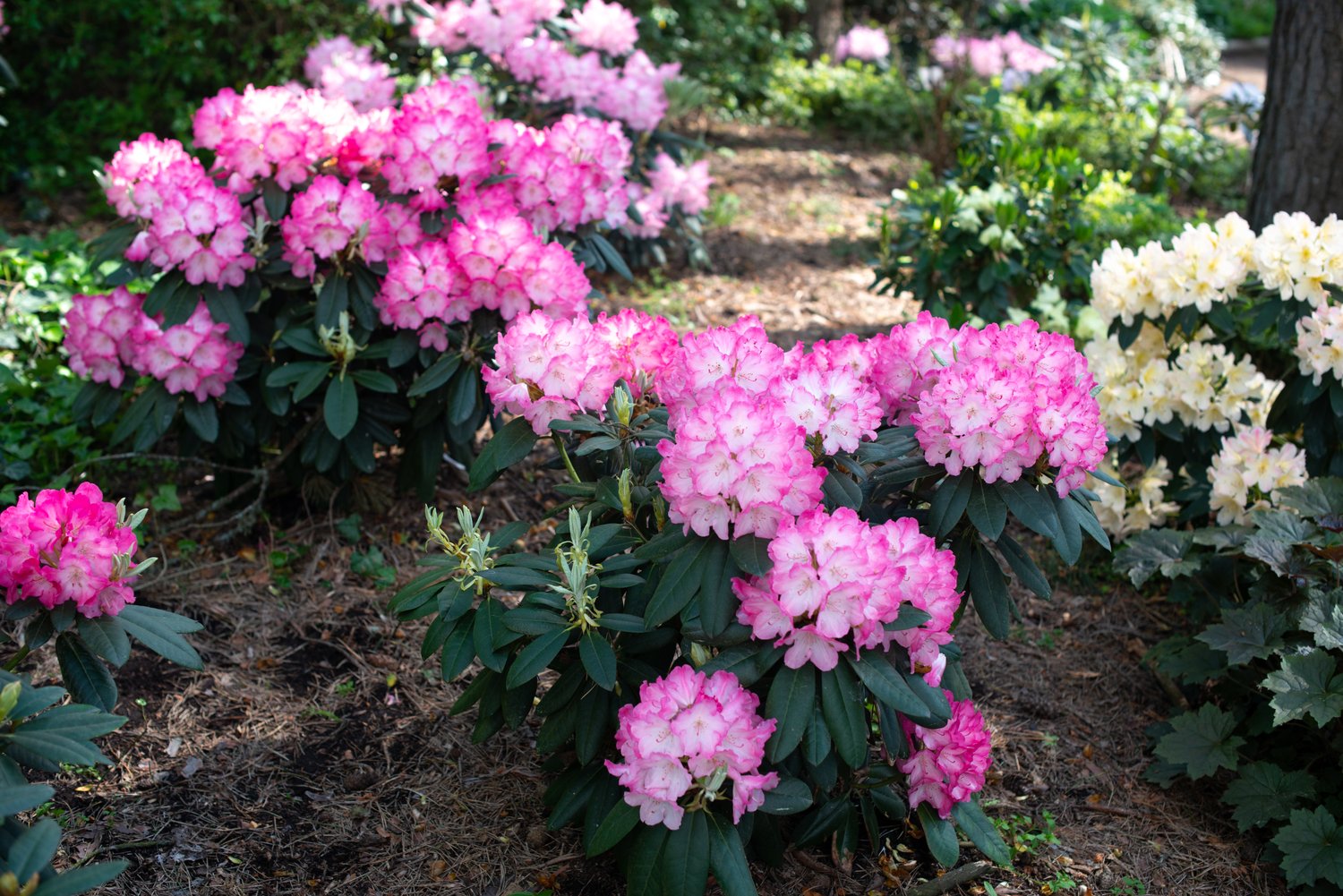 Rhododendron 'Fantastica', 20-25 cm
