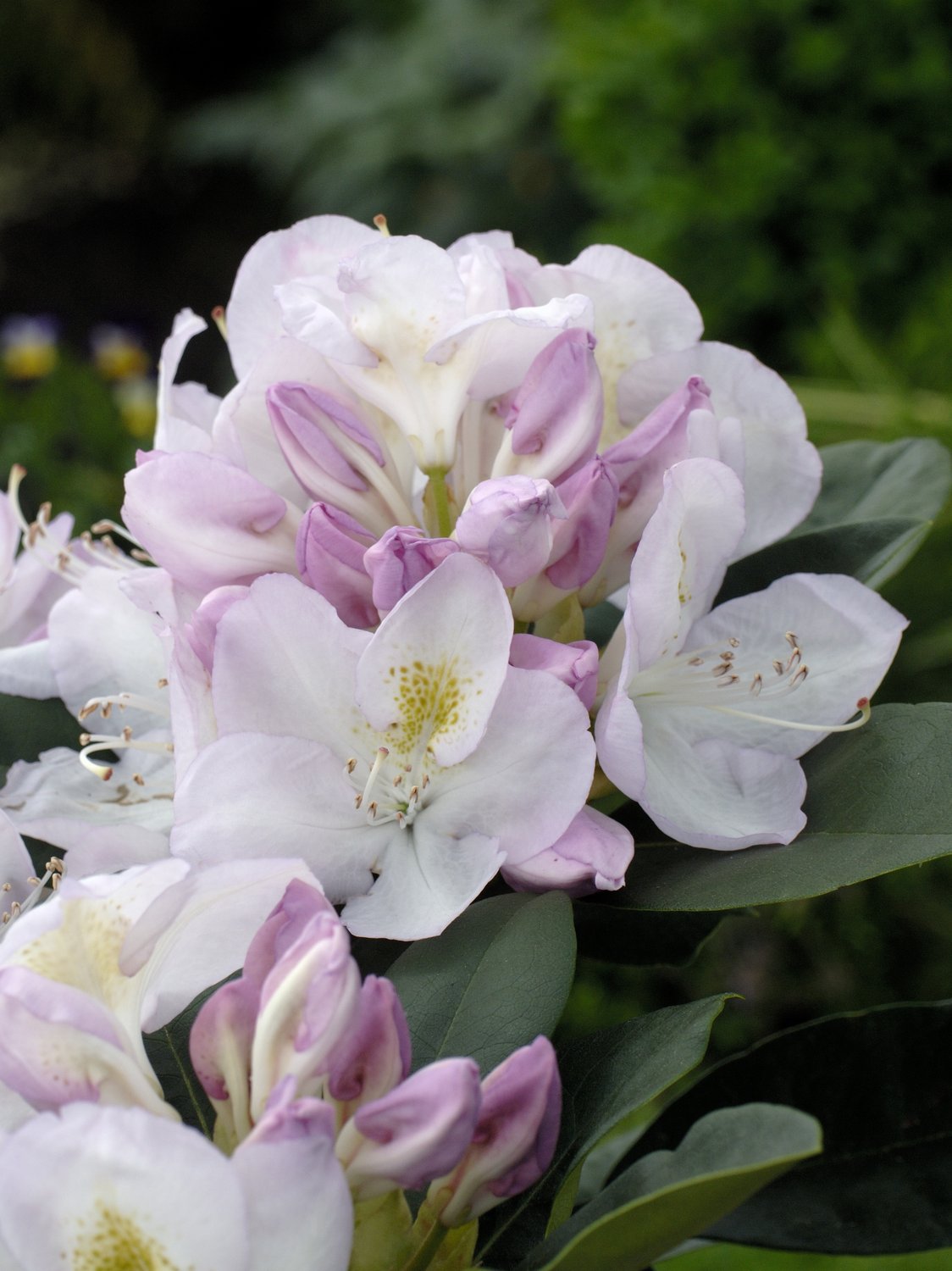 Rhododendron 'Gomer Waterer', 30-40 cm