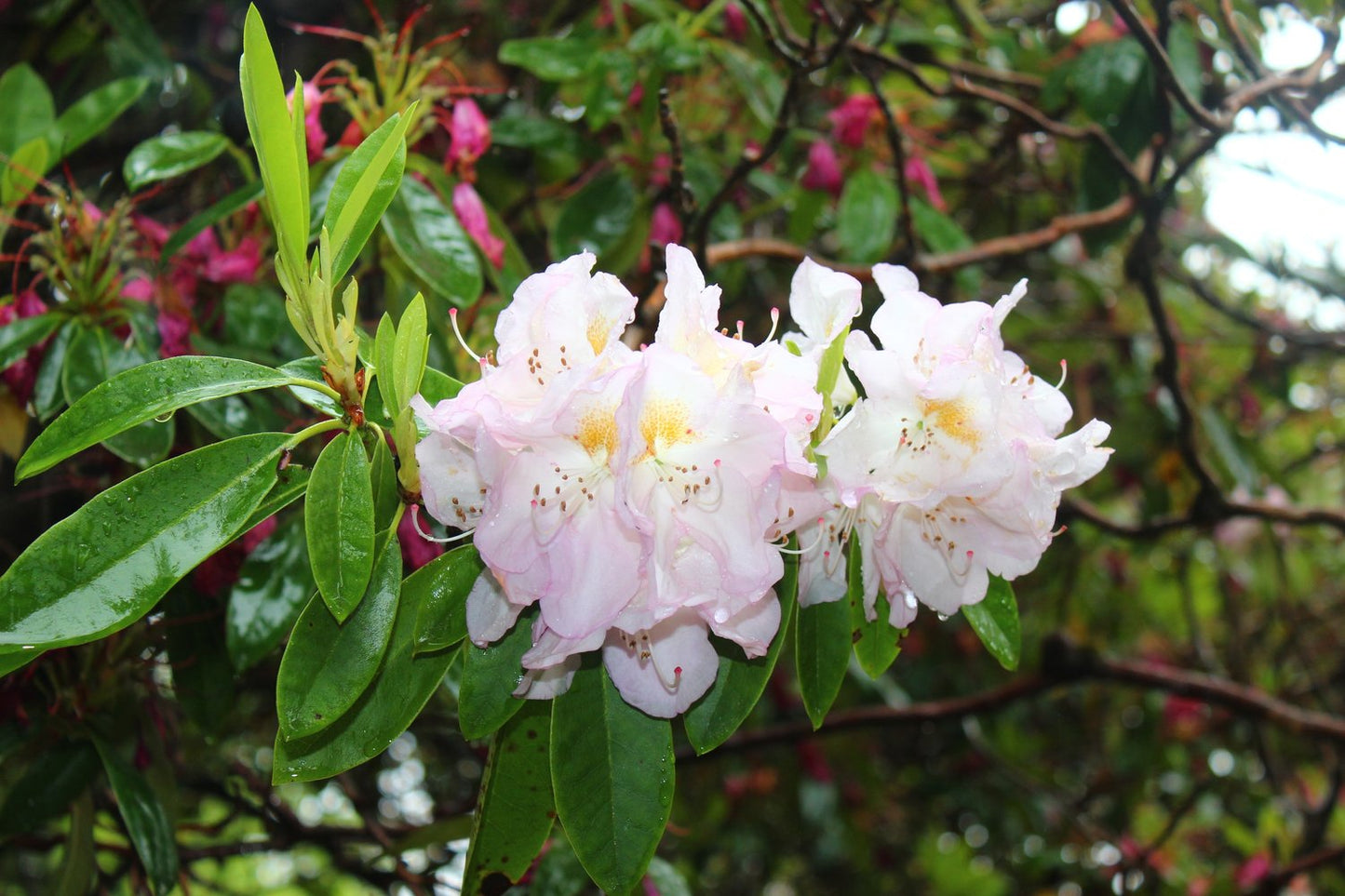 Rhododendron 'Gomer Waterer', 30-40 cm