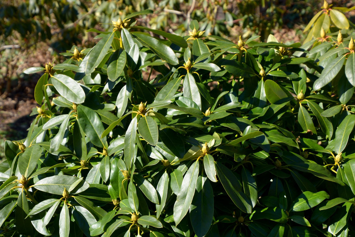 Rhododendron 'Gomer Waterer', 30-40 cm