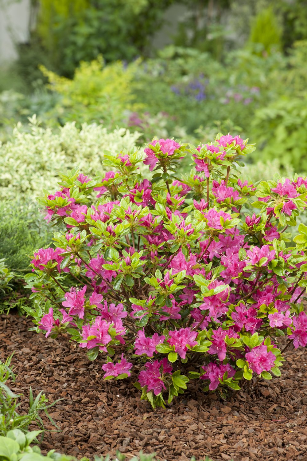 Rhododendron (Japanska Azalea-Gruppen) 'Kermesina', 20-25 cm