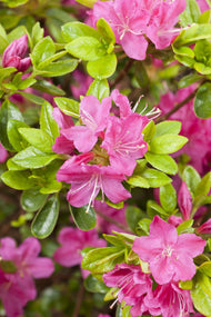 Rhododendron (Japanska Azalea-Gruppen) 'Kermesina', 20-25 cm