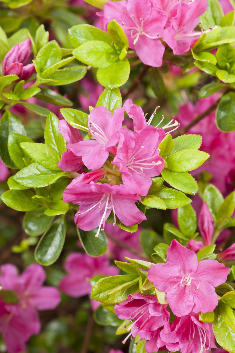 Rhododendron (Japanska Azalea-Gruppen) 'Kermesina', 20-25 cm