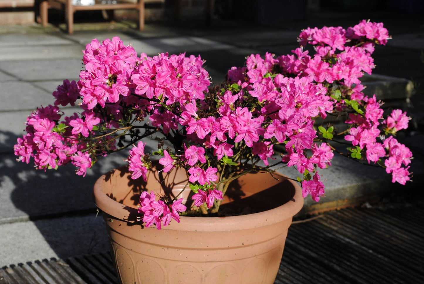 Rhododendron (Japanska Azalea-Gruppen) 'Kermesina', 20-25 cm