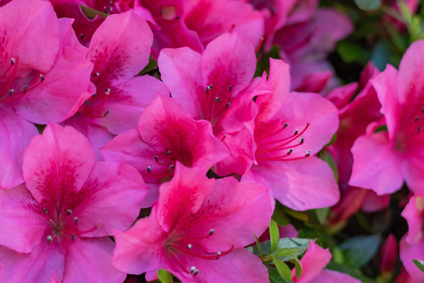 Rhododendron (Japanska Azalea-Gruppen) 'Kermesina', 20-25 cm
