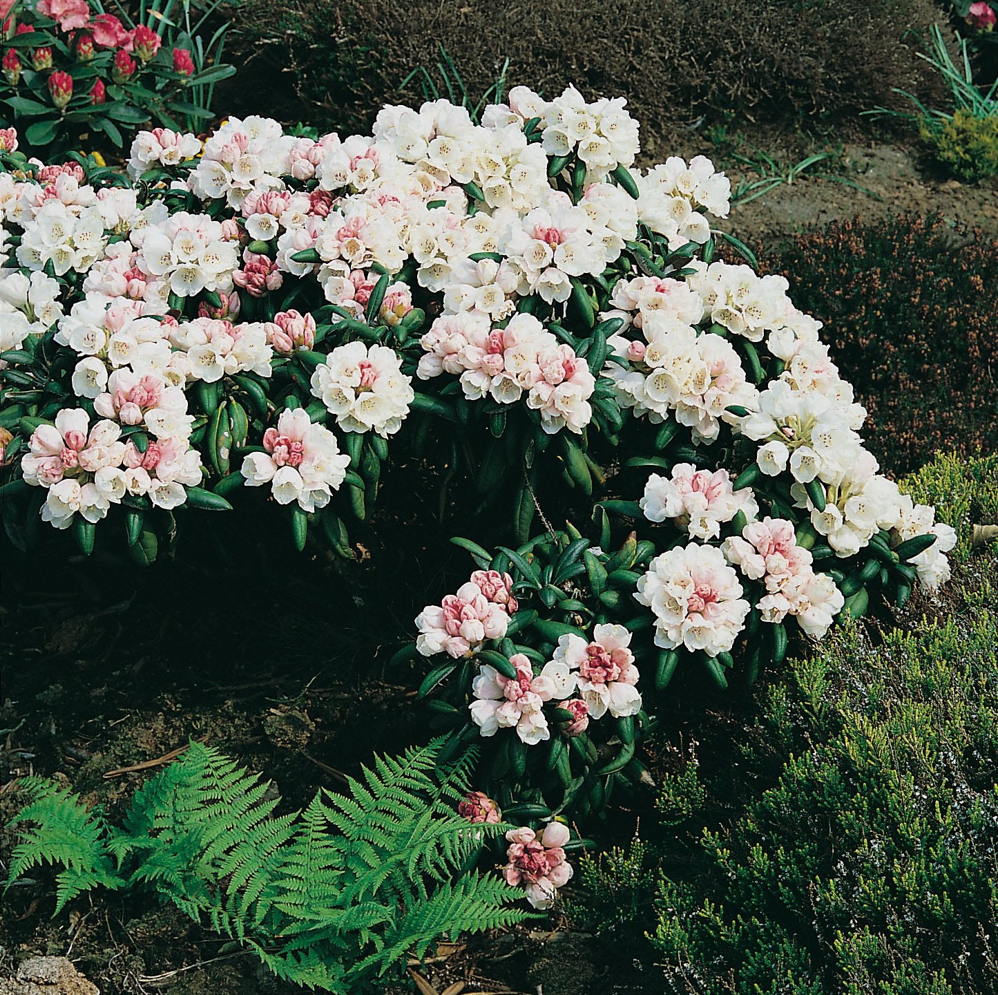 Rhododendron 'Koichiro Wada', 25-30 cm