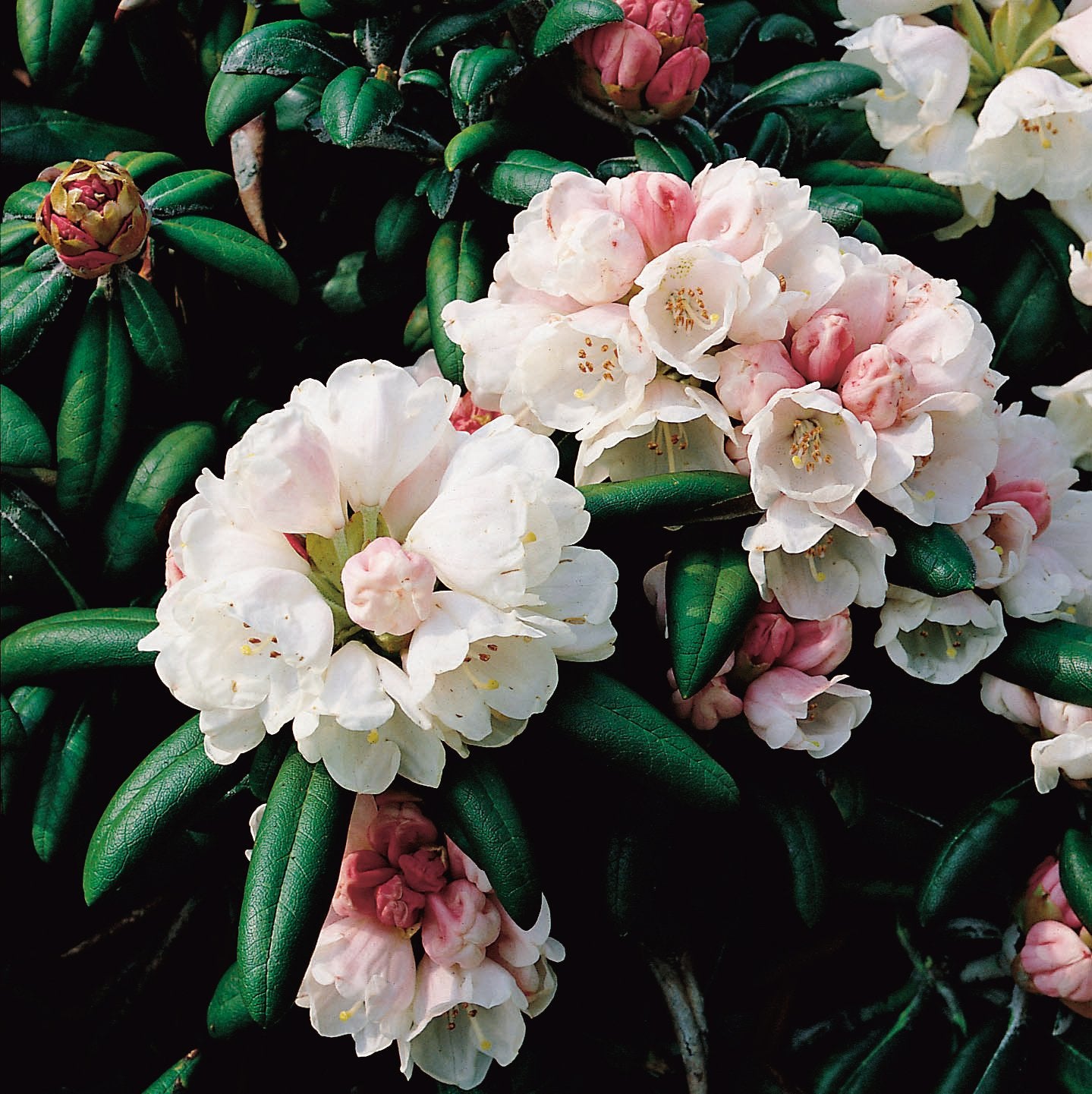 Rhododendron 'Koichiro Wada', 25-30 cm