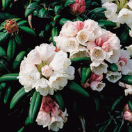 Rhododendron 'Koichiro Wada', 25-30 cm