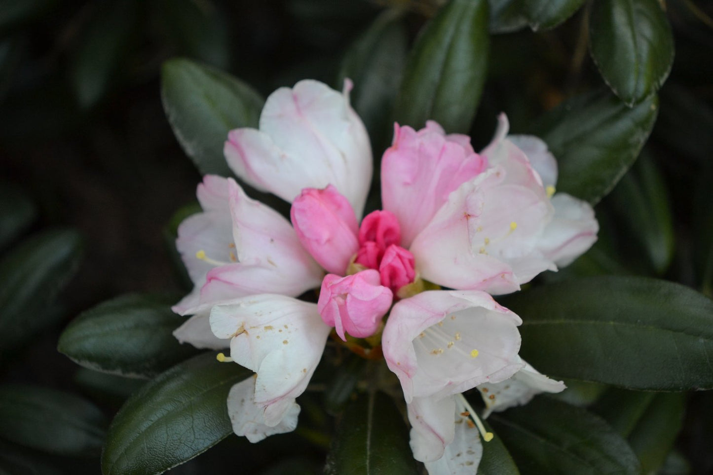 Rhododendron 'Koichiro Wada', 25-30 cm