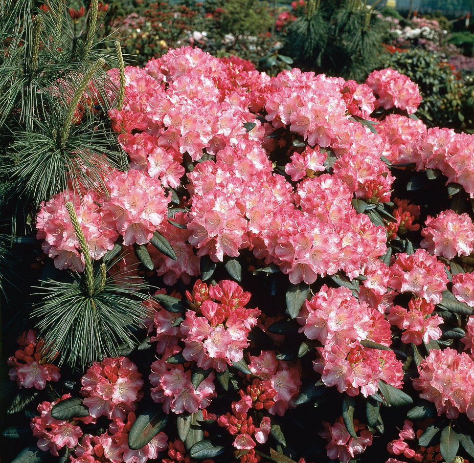 Rhododendron 'Morgenrot', 25-30 cm