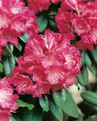 Rhododendron 'Morgenrot', 25-30 cm