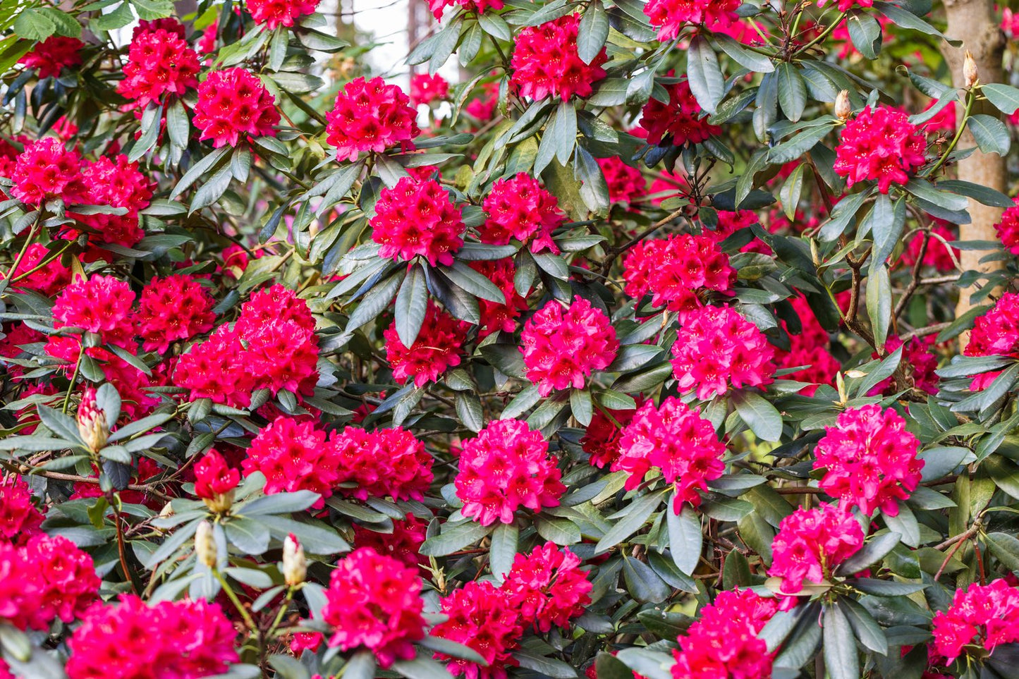 Rhododendron 'Nova Zembla', 30-40 cm
