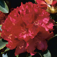 Rhododendron 'Nova Zembla', 30-40 cm