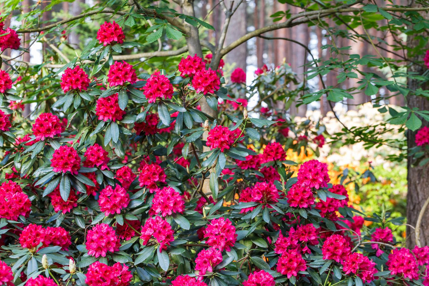 Rhododendron 'Nova Zembla', 30-40 cm