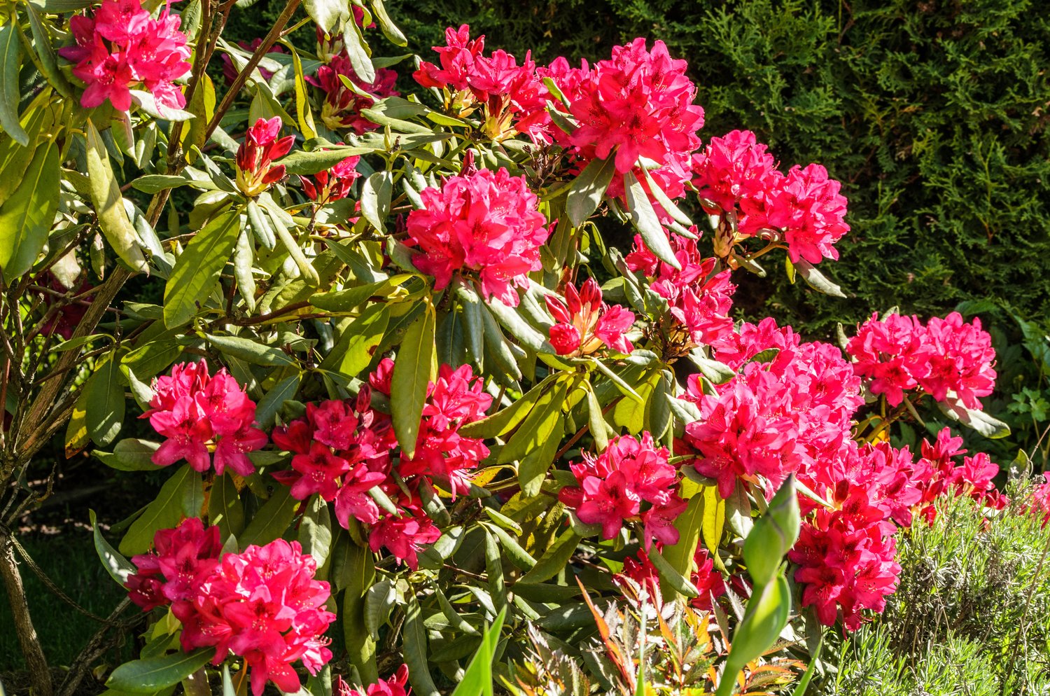 Rhododendron 'Nova Zembla', 30-40 cm