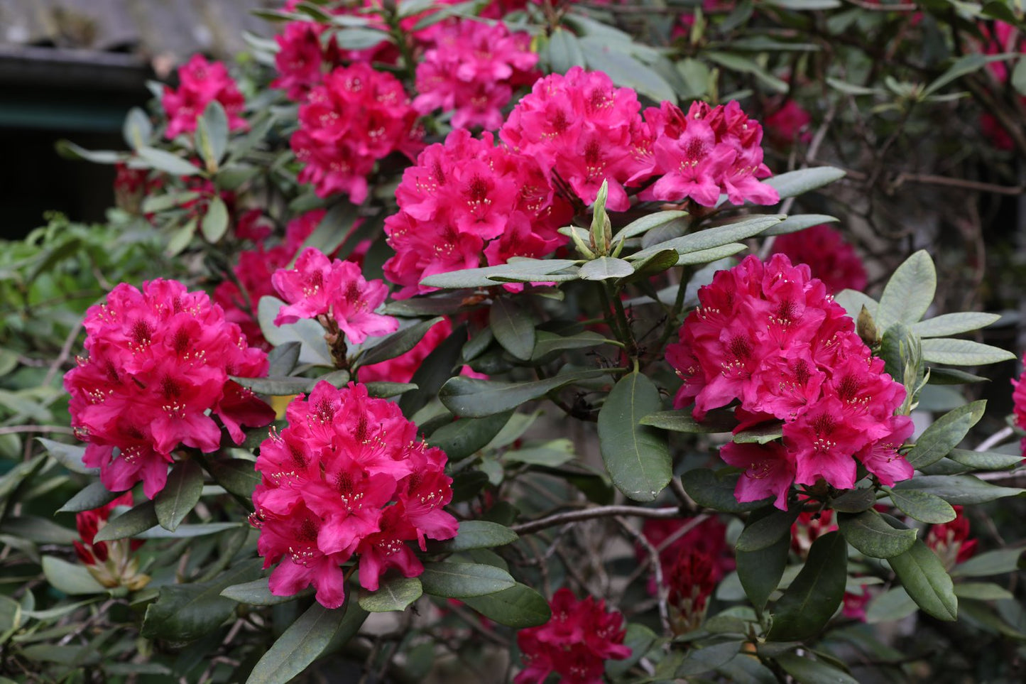 Rhododendron 'Nova Zembla', 30-40 cm