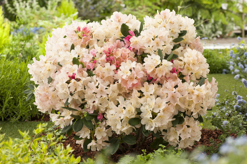Rhododendron 'Percy Wiseman', 25-30 cm