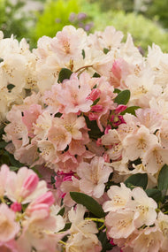 Rhododendron 'Percy Wiseman', 25-30 cm