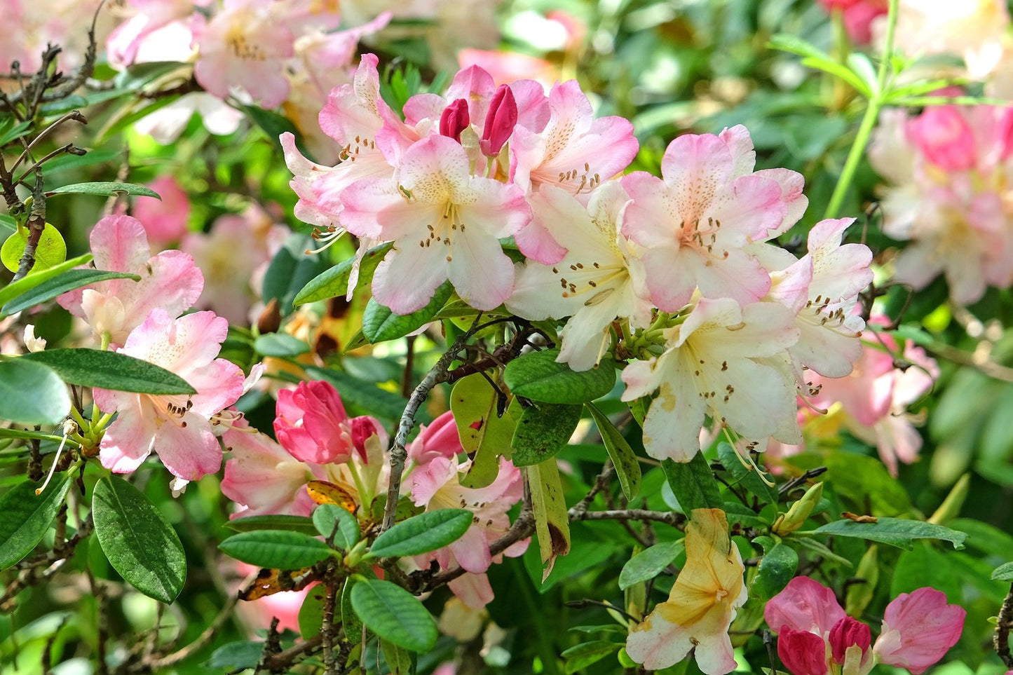 Rhododendron 'Percy Wiseman', 25-30 cm