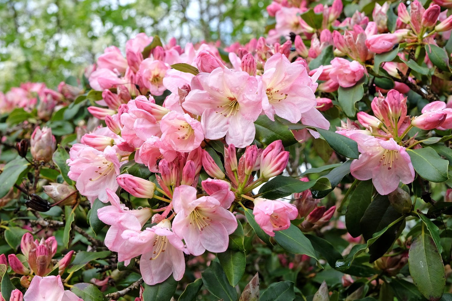 Rhododendron 'Percy Wiseman', 25-30 cm
