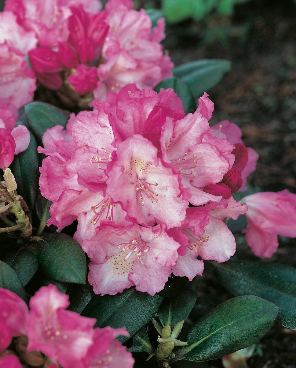 Rhododendron 'Polaris', 30-40 cm