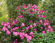 Rhododendron 'Polaris', 30-40 cm
