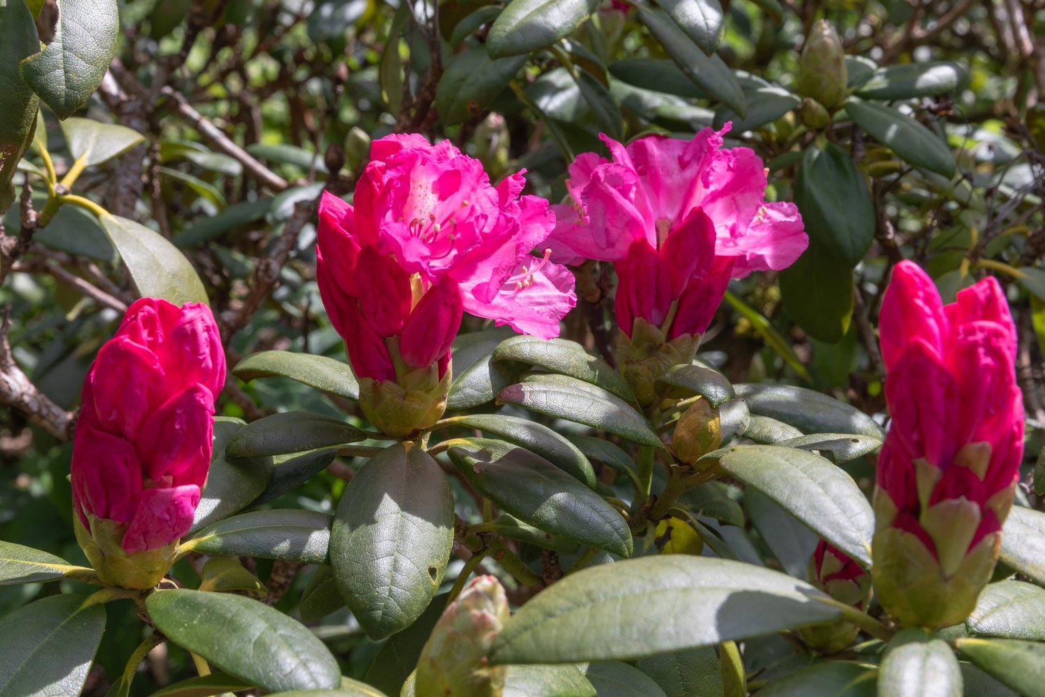Rhododendron 'Polaris', 30-40 cm