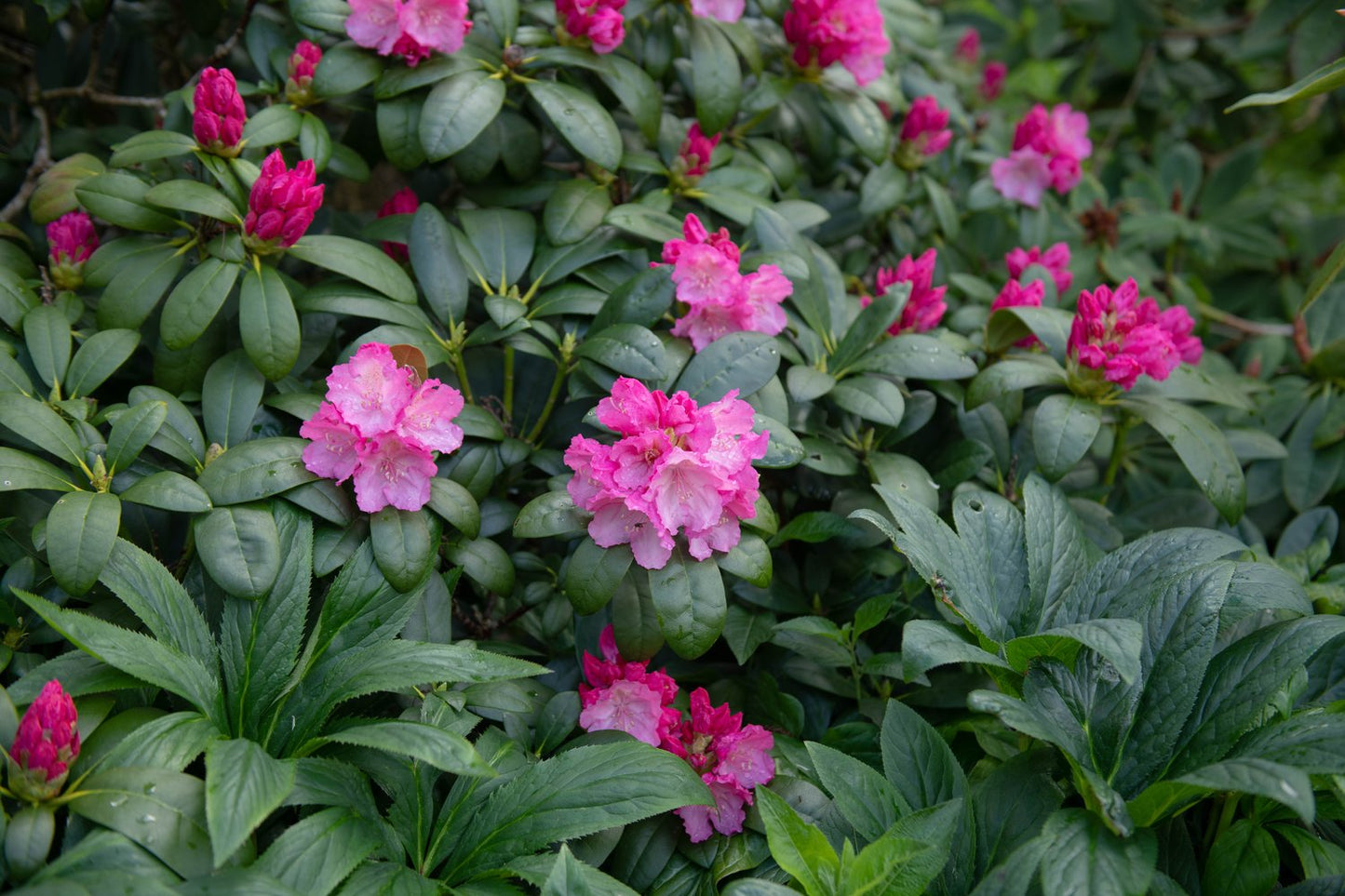 Rhododendron 'Polaris', 30-40 cm