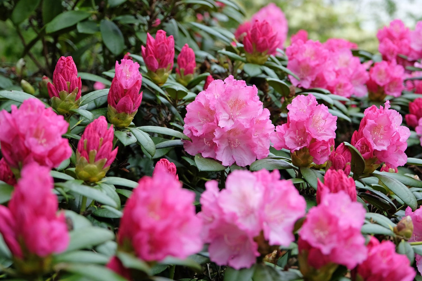Rhododendron 'Polaris', 30-40 cm