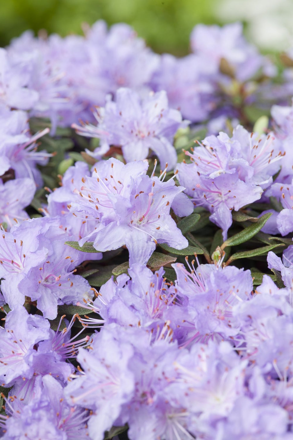 Rhododendron 'Ramapo', 20-25 cm