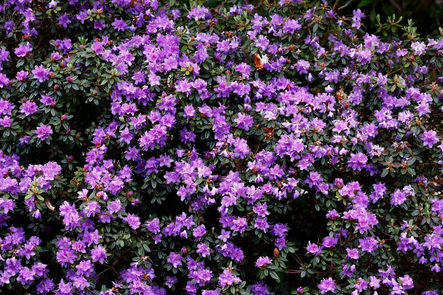 Rhododendron 'Ramapo', 20-25 cm