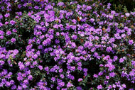 Rhododendron 'Ramapo', 20-25 cm