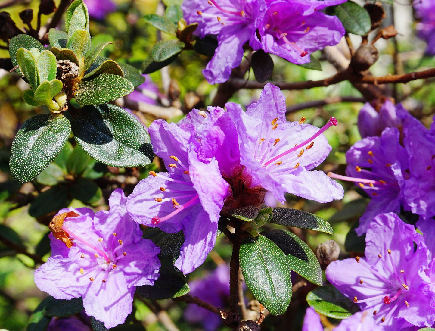 Rhododendron 'Ramapo', 20-25 cm