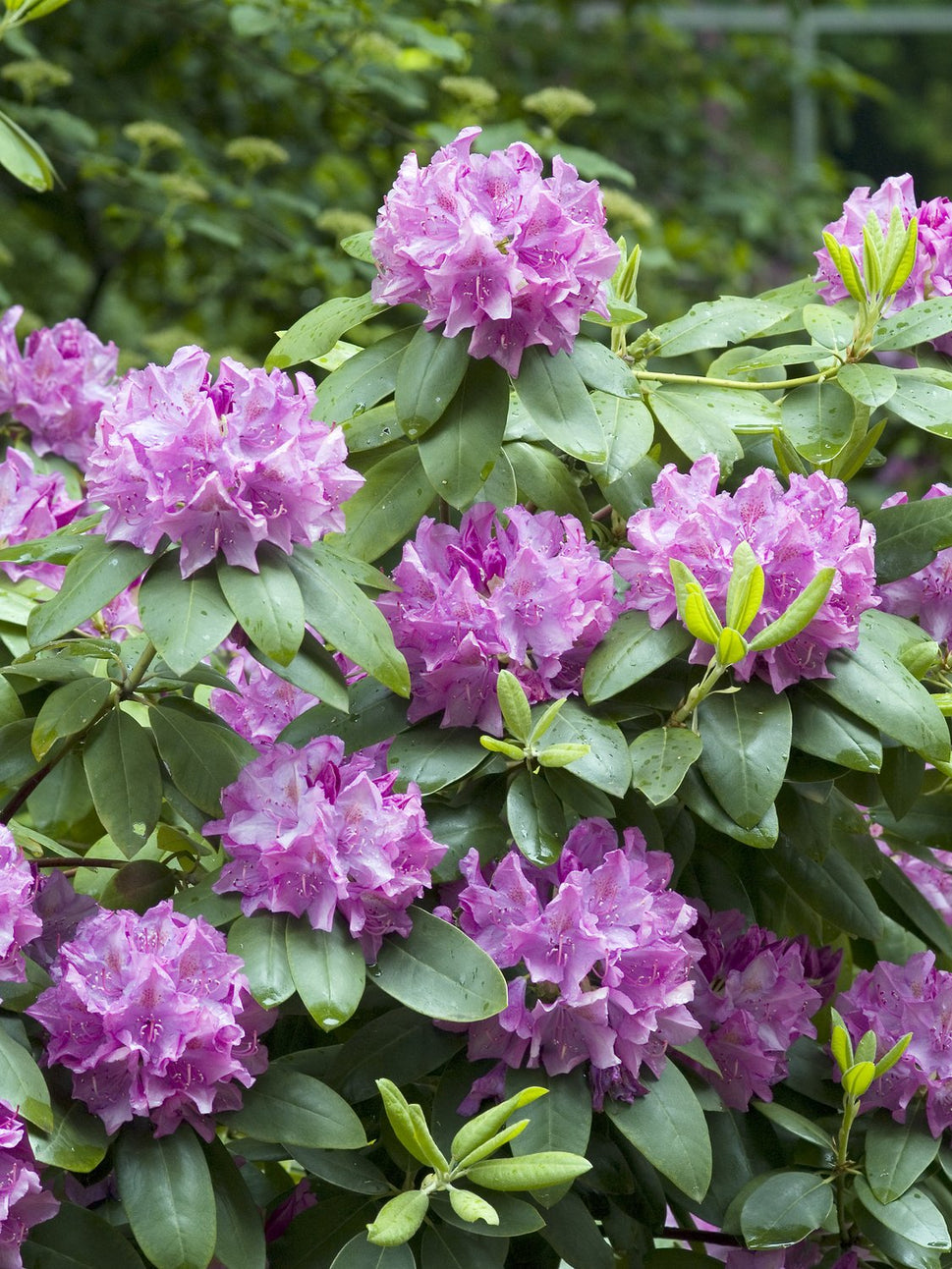 Rhododendron 'Roseum Elegans', 30-40 cm